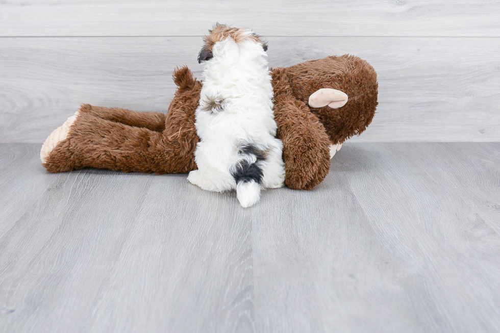 Little Havanese Purebred Pup