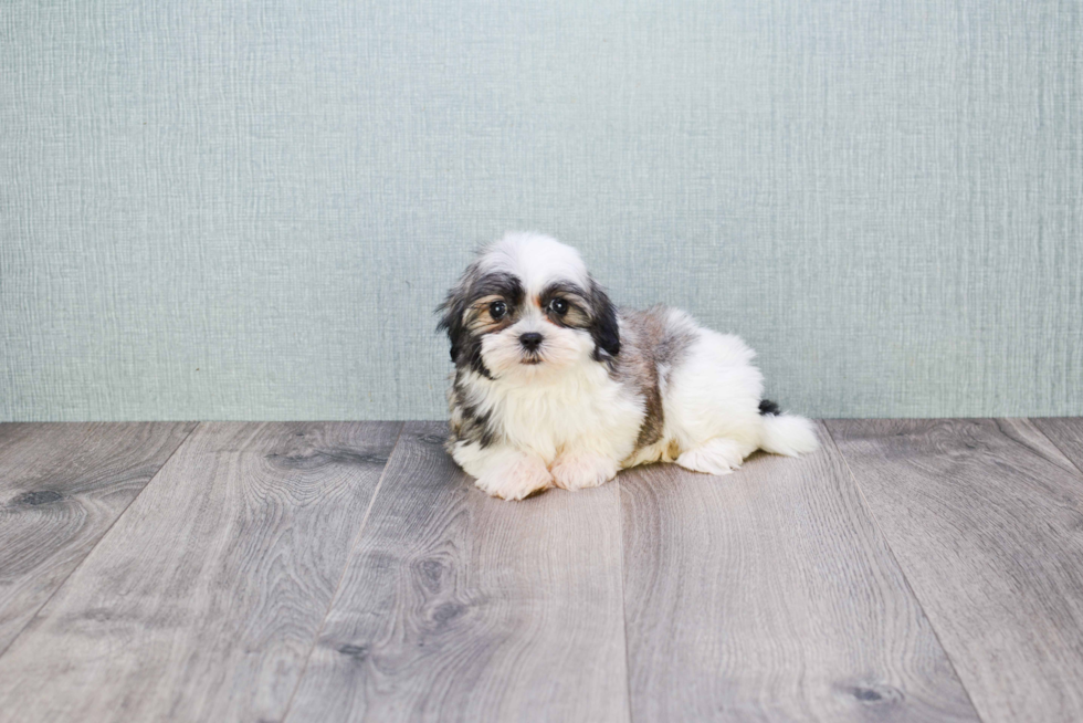 Best Teddy Bear Baby