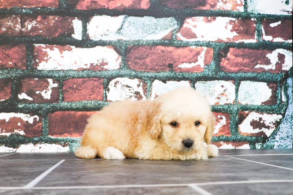 Sweet Mini Goldendoodle Baby