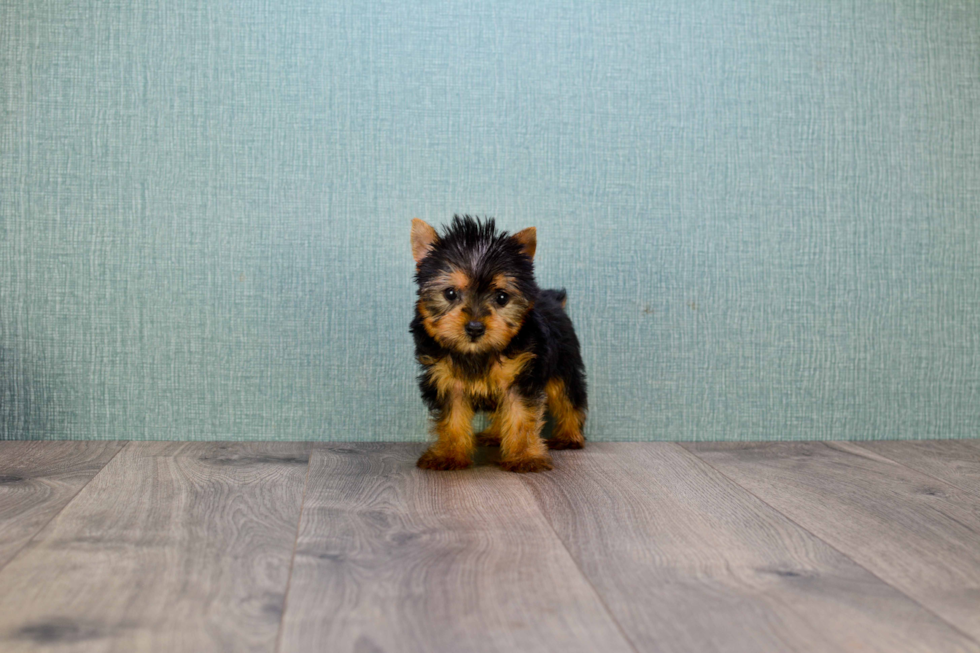 Meet Twinkle - our Yorkshire Terrier Puppy Photo 