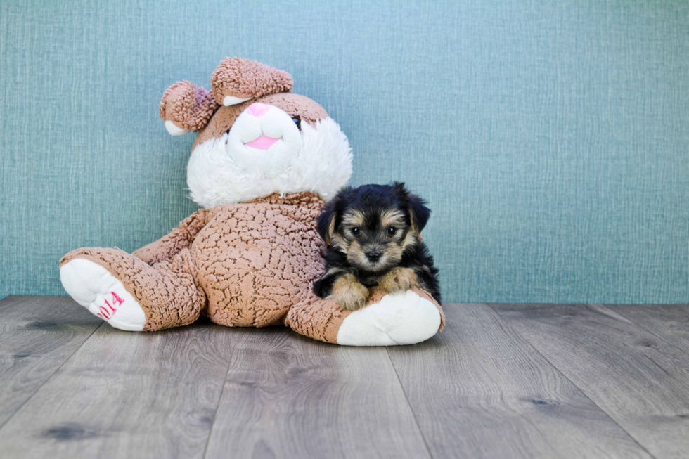 Petite Morkie Designer Pup