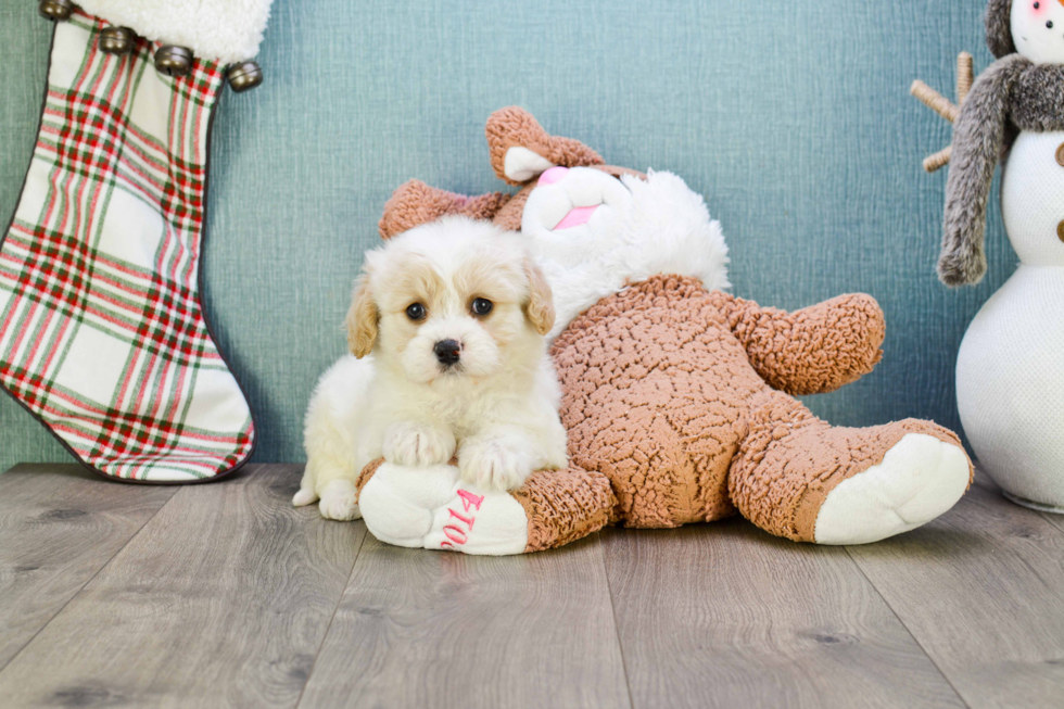 Friendly Cavachon Baby