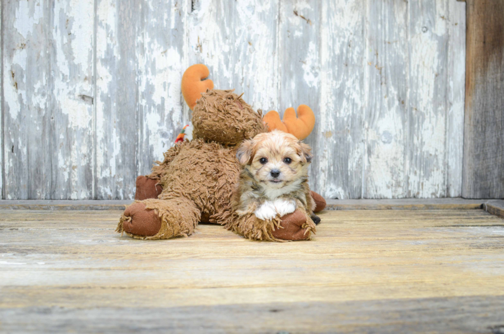 Best Morkie Baby