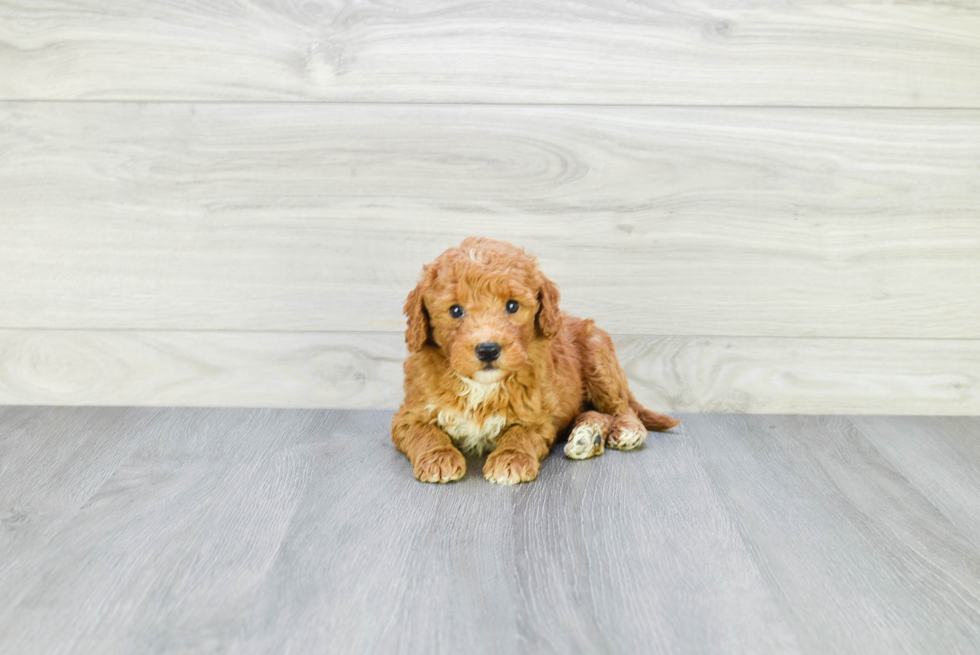 Mini Goldendoodle Pup Being Cute