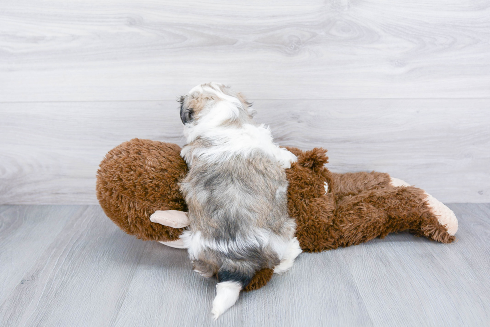 Fluffy Teddy Bear Designer Pup