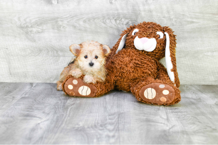 Hypoallergenic Yorkie Designer Puppy