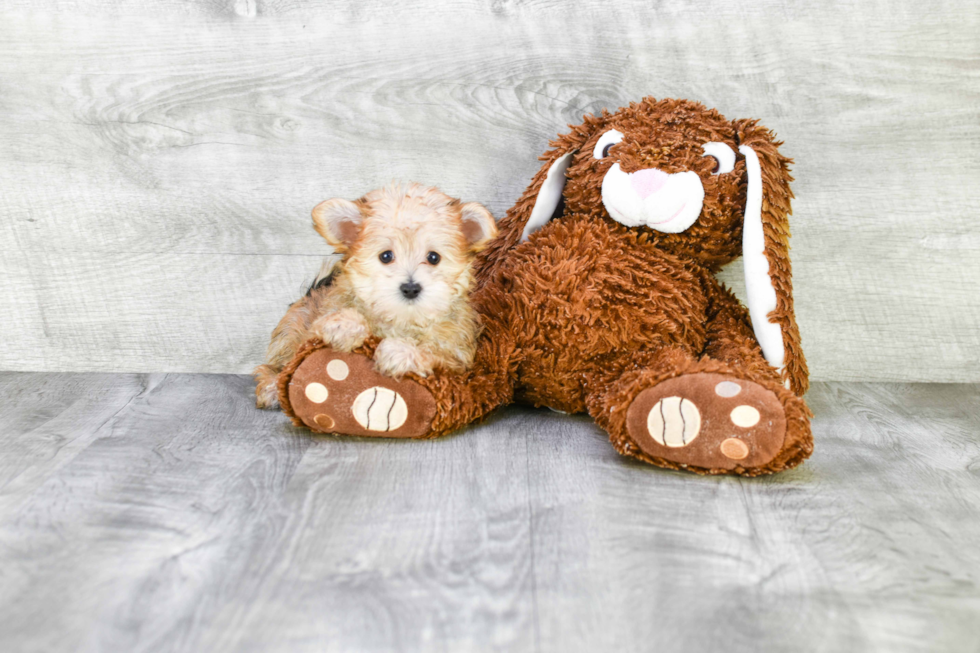 Hypoallergenic Yorkie Designer Puppy