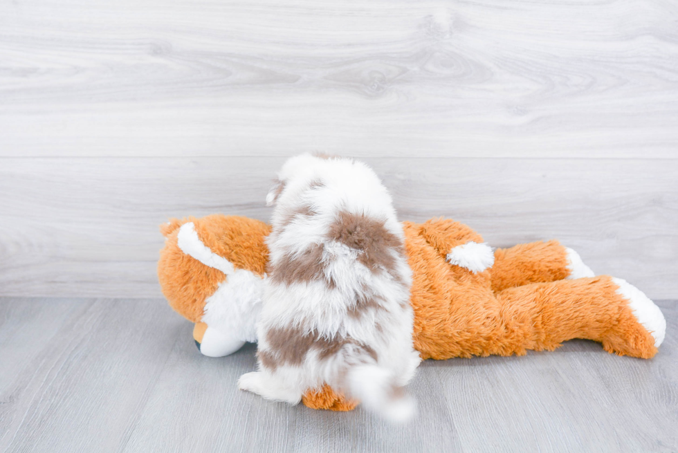 Cute Aussie Pom Mix Pup