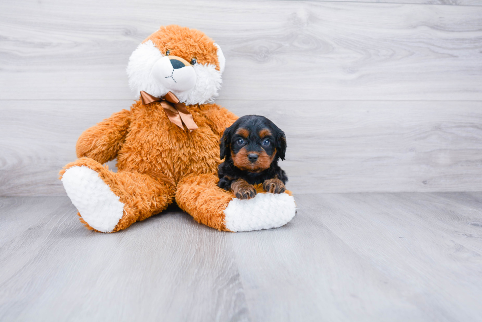 Energetic Cavoodle Poodle Mix Puppy