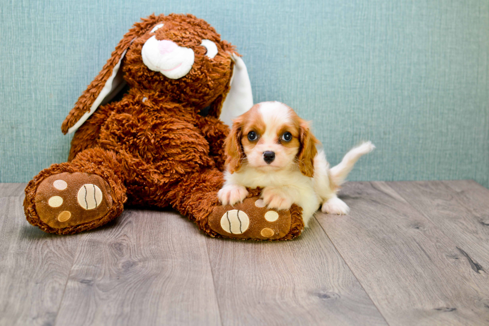 Petite Cavalier King Charles Spaniel Purebred Puppy