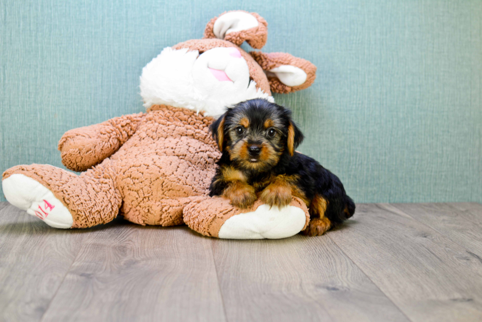 Meet Lisa - our Yorkshire Terrier Puppy Photo 