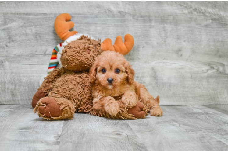 Cavapoo Puppy for Adoption