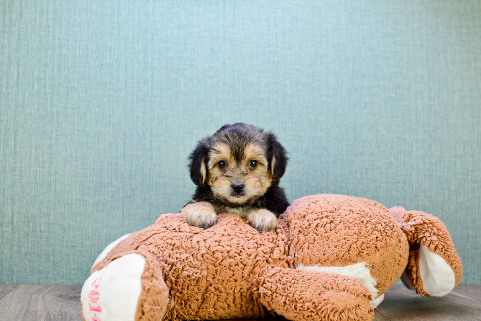 Morkie Pup Being Cute