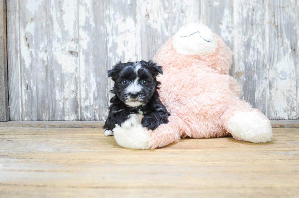 Morkie Pup Being Cute
