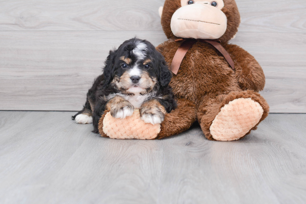 Mini Bernedoodle Puppy for Adoption