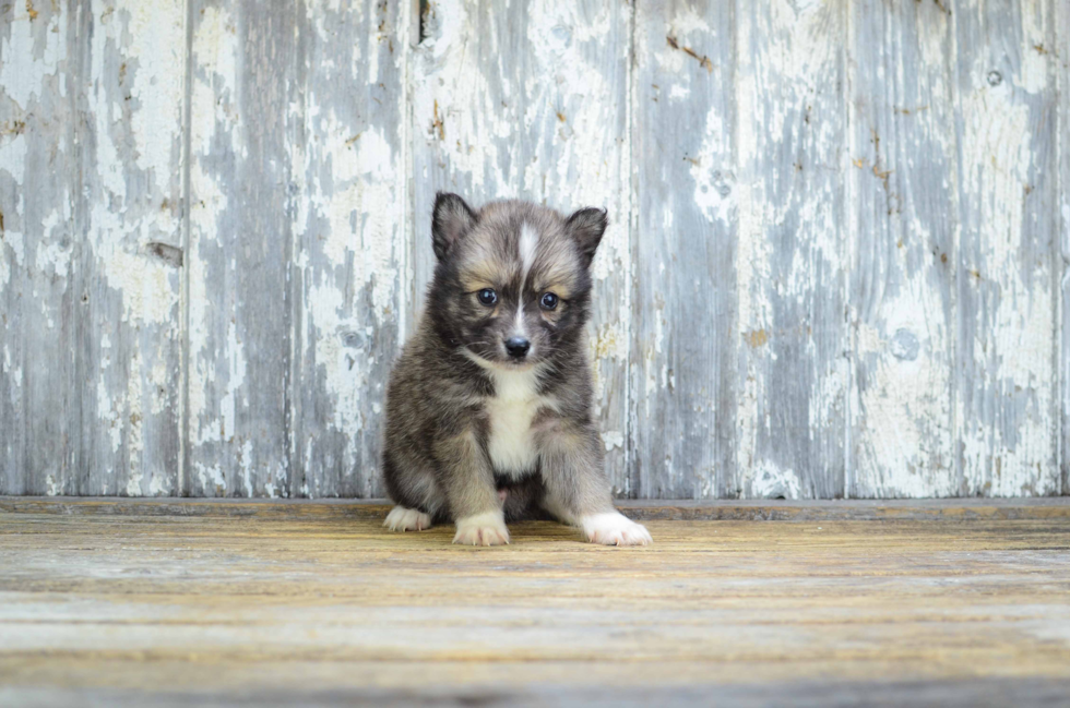 Energetic Mini Husky Designer Puppy