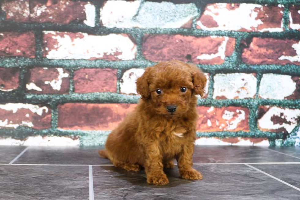Popular Mini Goldendoodle Poodle Mix Pup