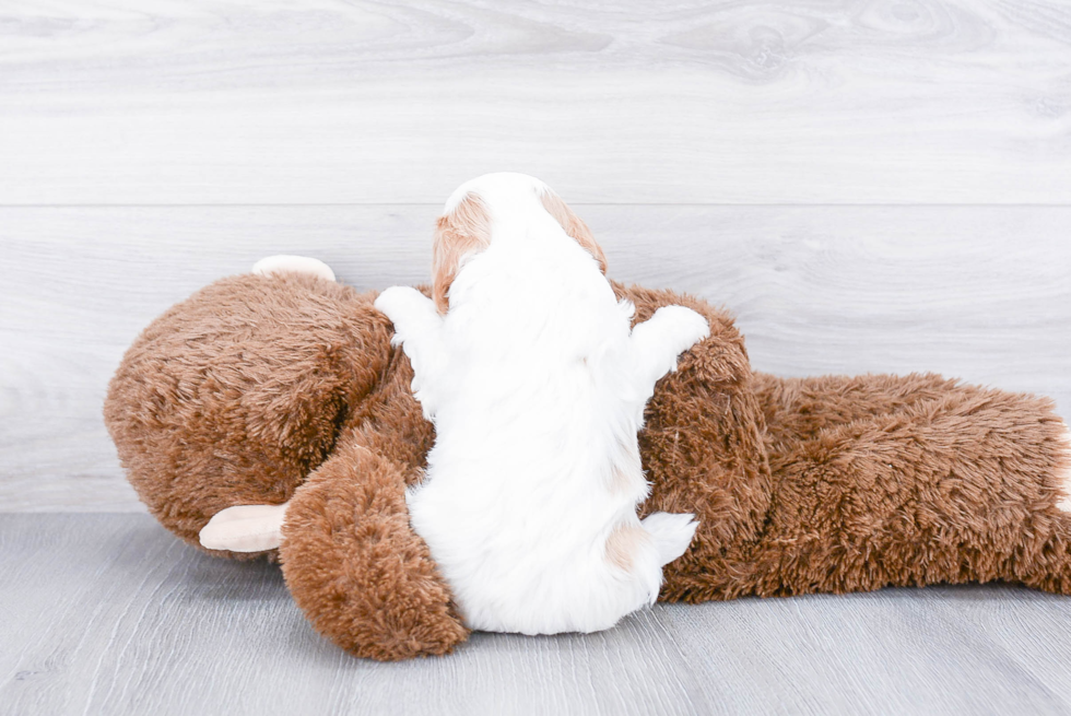 Popular Cavapoo Poodle Mix Pup