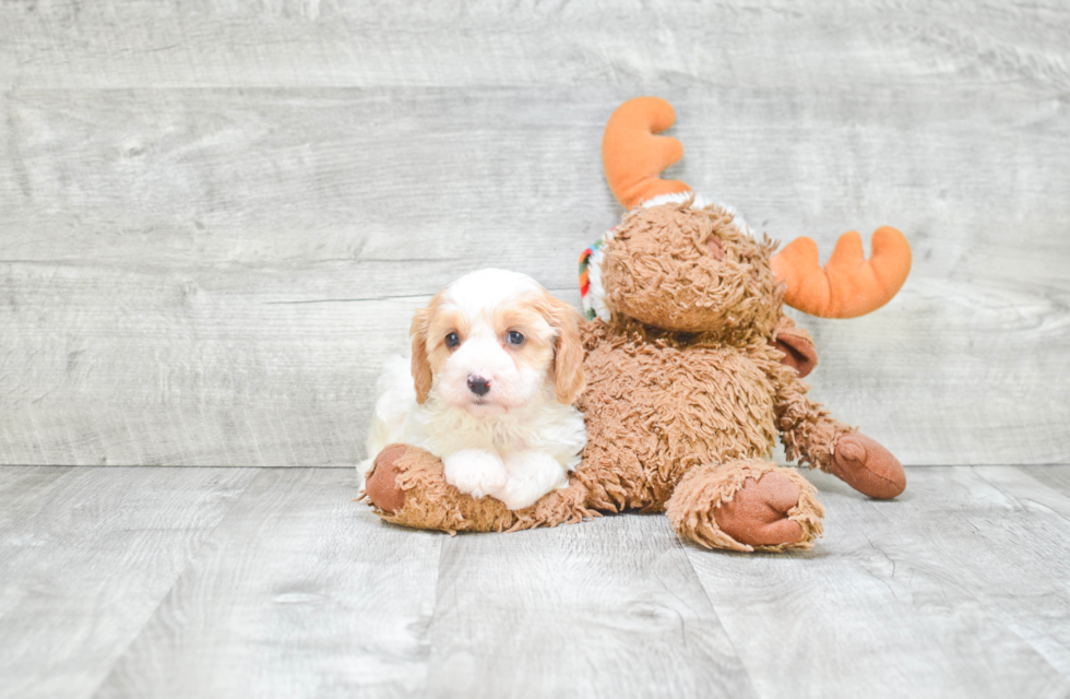 Sweet Cavachon Baby