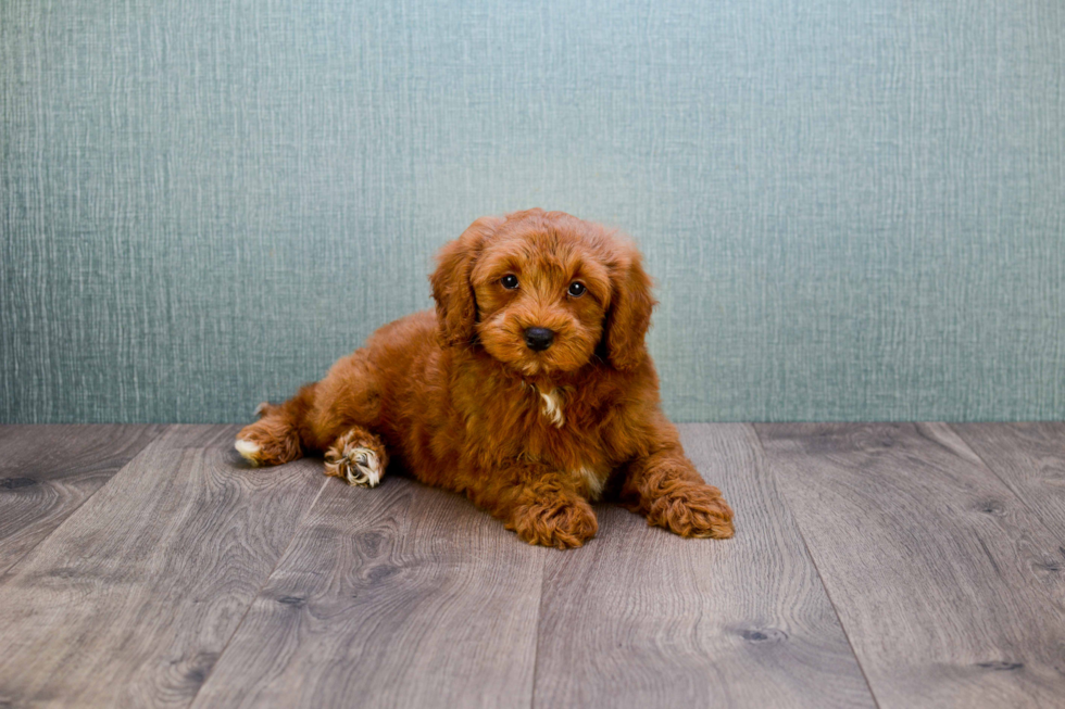 Mini Goldendoodle Pup Being Cute