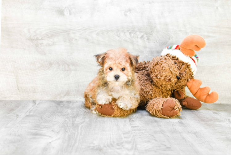 Morkie Puppy for Adoption