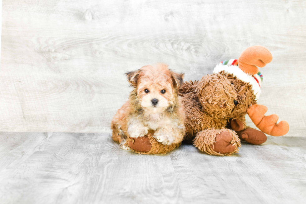 Morkie Puppy for Adoption