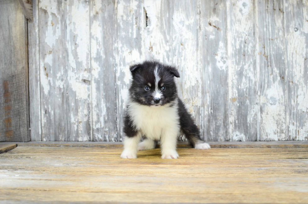 Friendly Pomsky Baby
