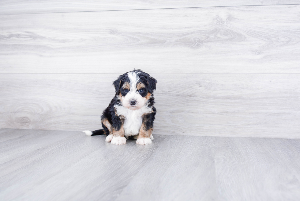Energetic Mini Berniedoodle Poodle Mix Puppy