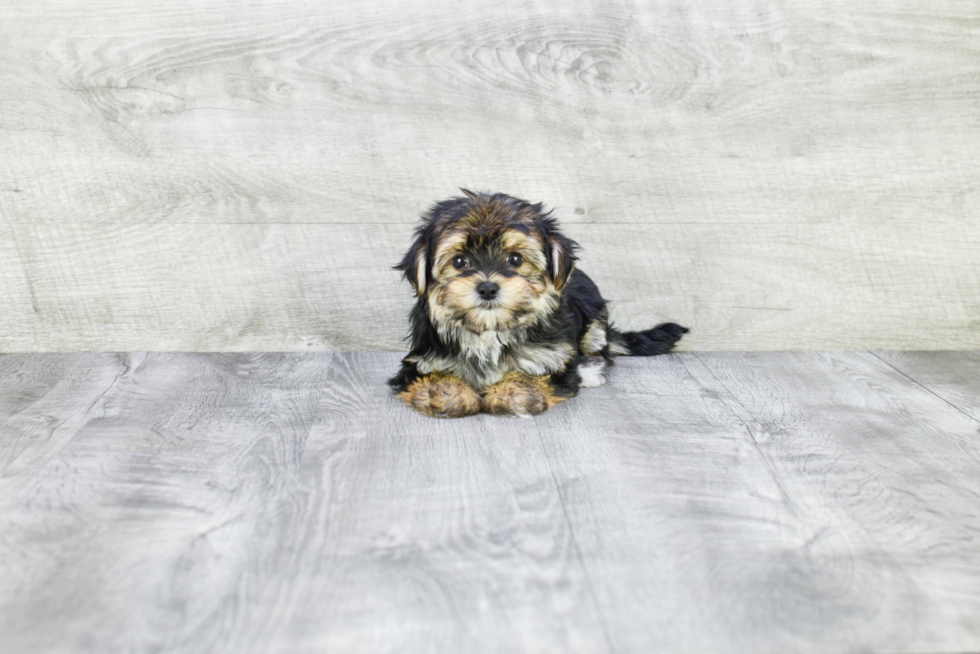 Adorable Yorkie Designer Puppy