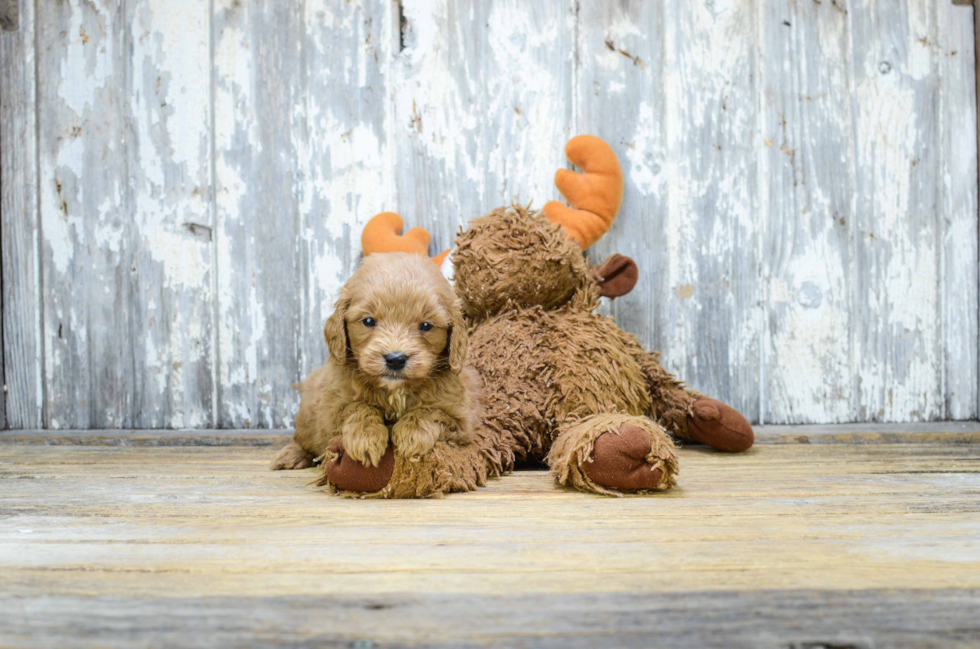 Adorable Golden Retriever Poodle Mix Puppy
