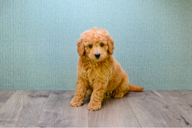 Best Mini Goldendoodle Baby