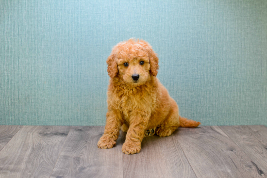 Best Mini Goldendoodle Baby