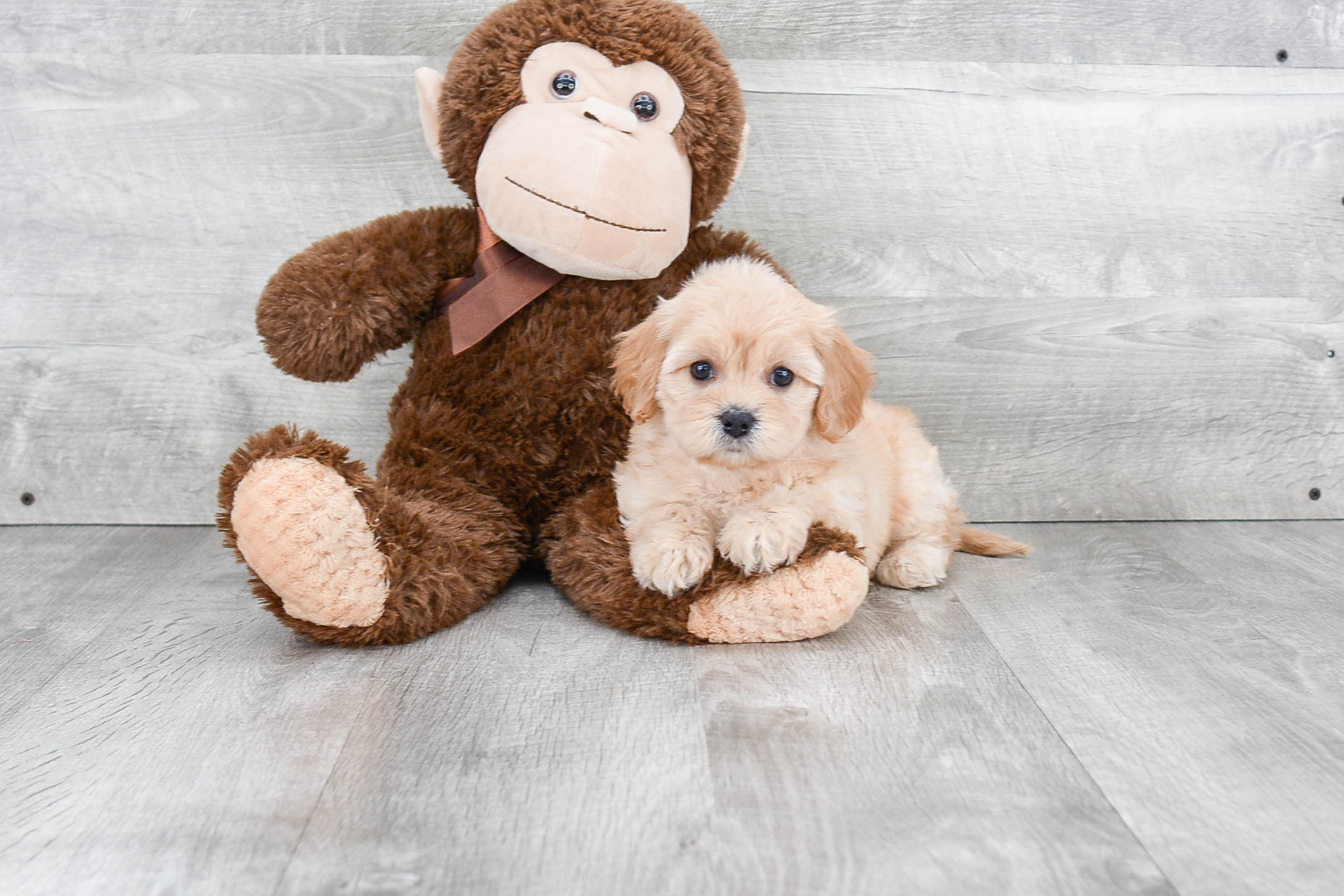 Happy Cavachon Baby
