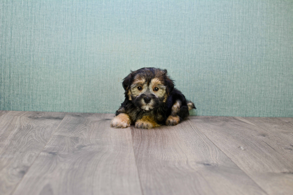 Playful Yorkie Designer Puppy