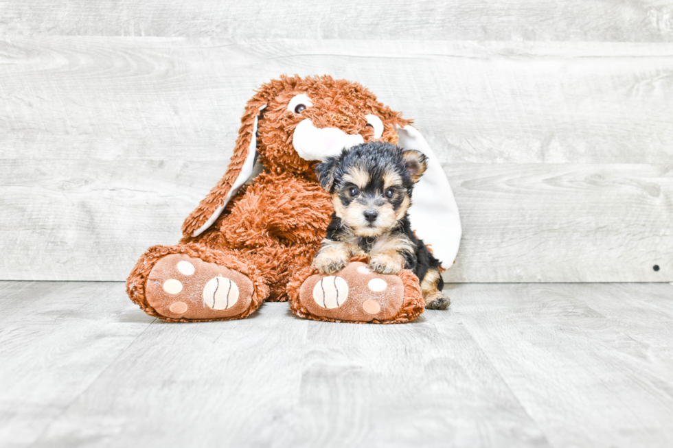 Fluffy Morkie Designer Pup