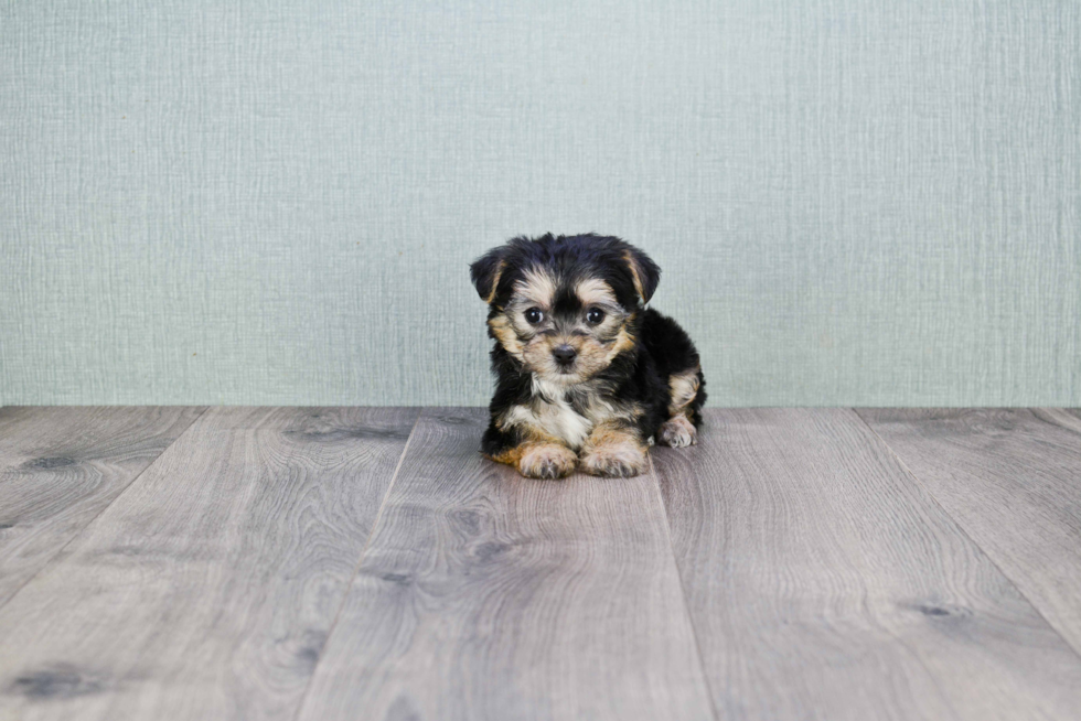 Best Morkie Baby