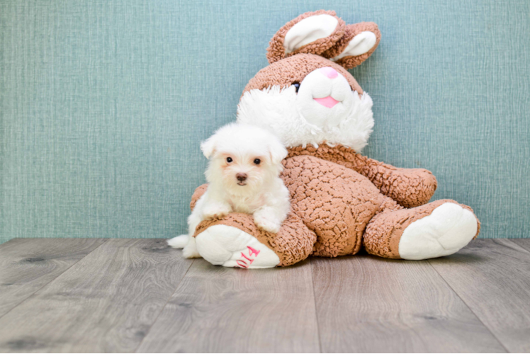 Maltipoo Pup Being Cute