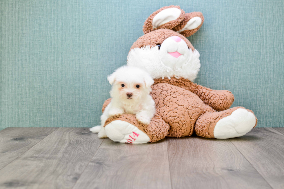 Maltipoo Pup Being Cute