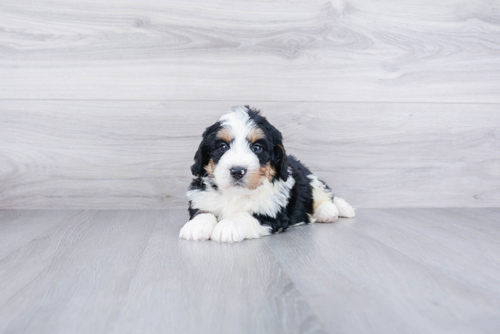 Best Mini Bernedoodle Baby