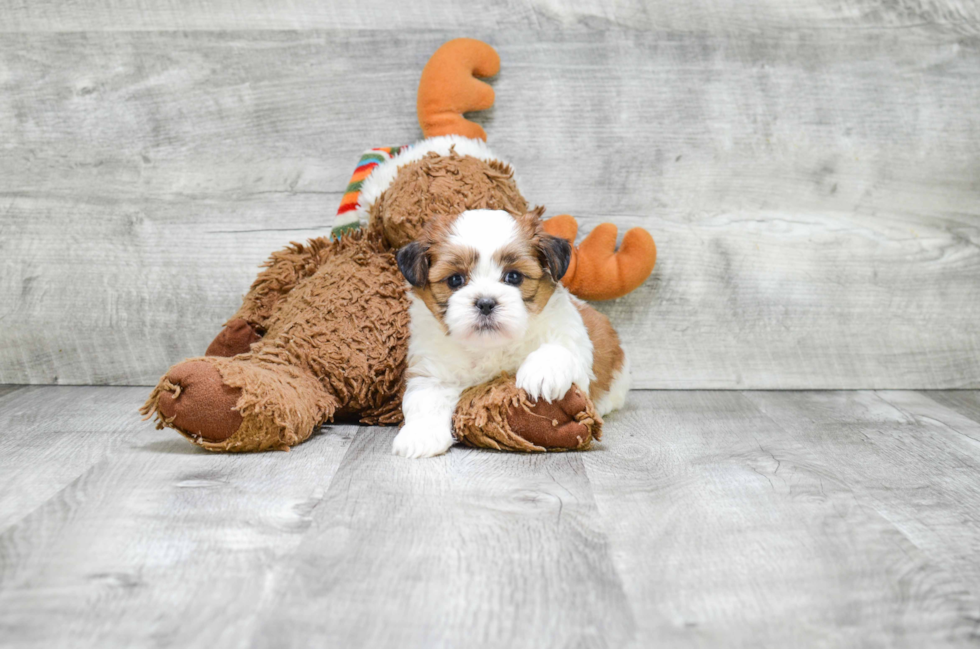 Playful Shit Designer Puppy