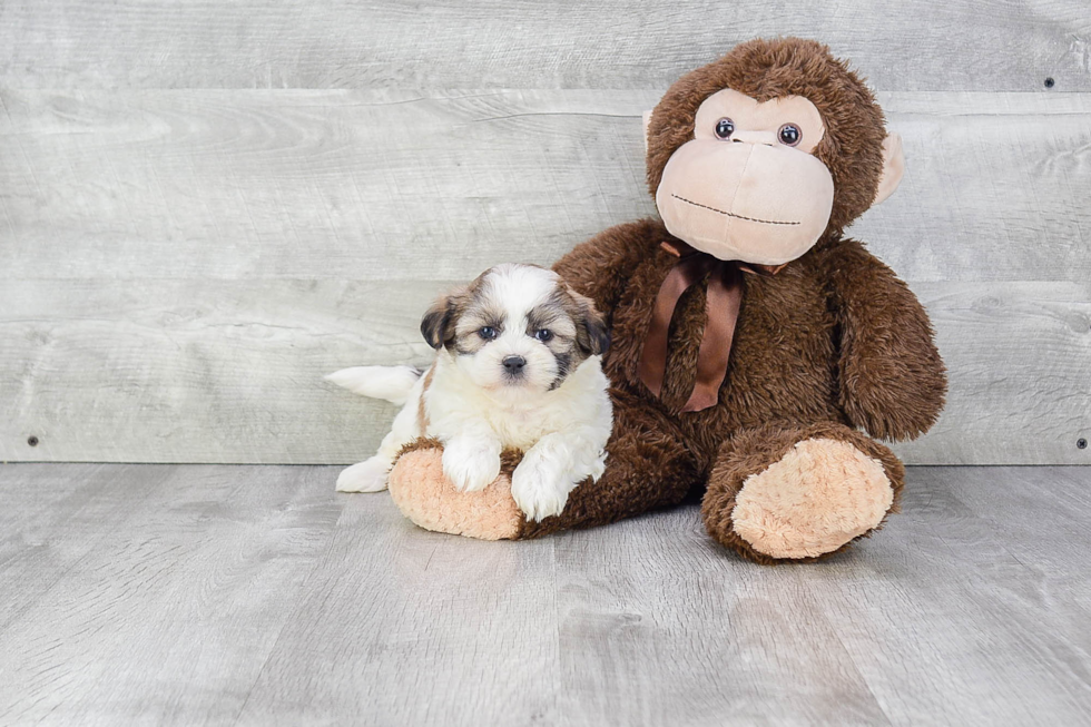 Friendly Teddy Bear Baby