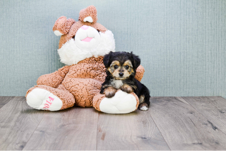 Morkie Pup Being Cute