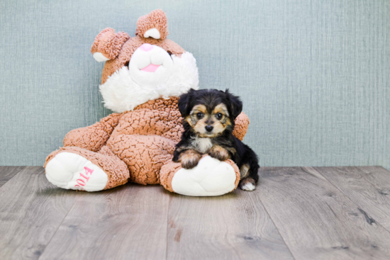 Morkie Pup Being Cute