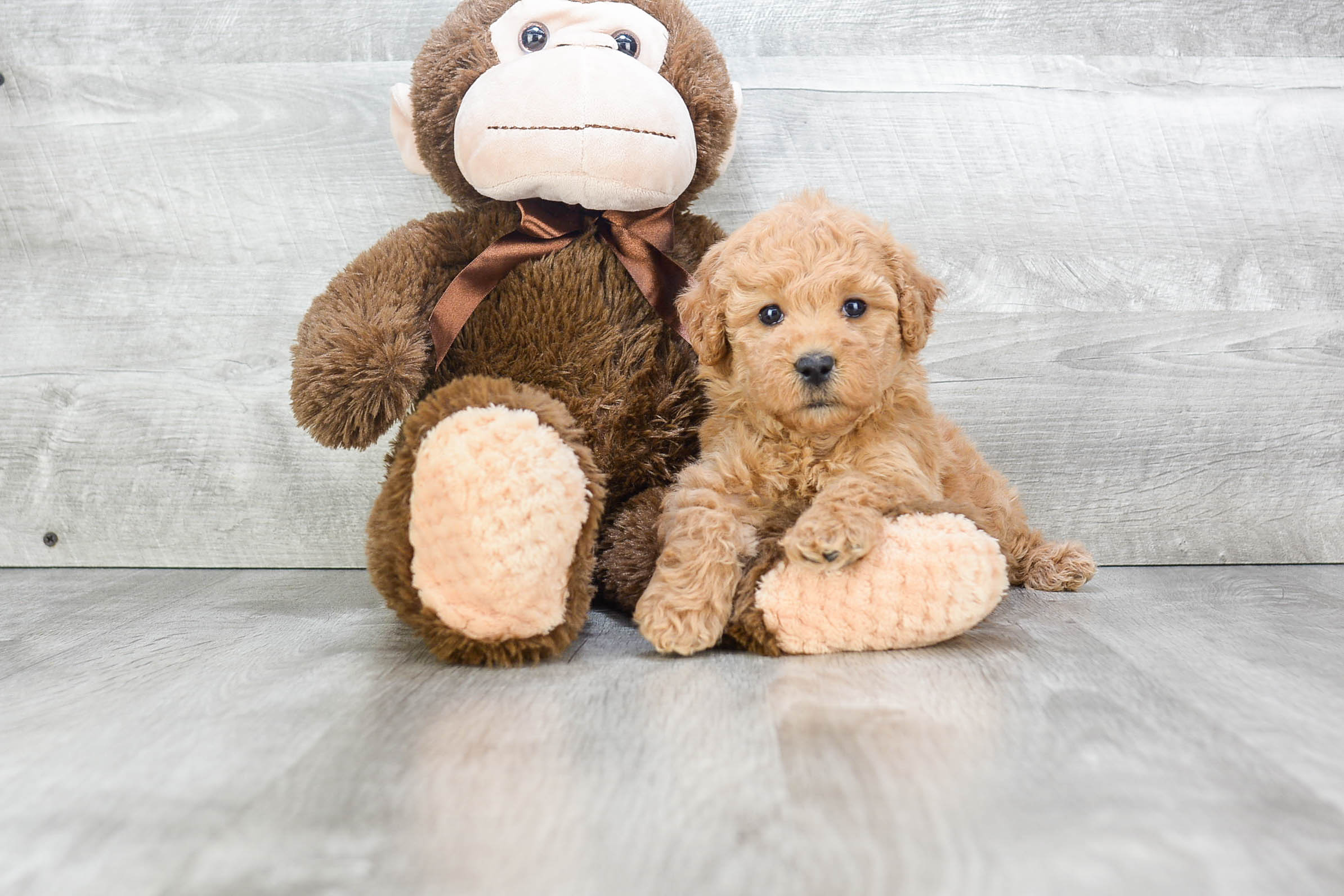 Best Mini Goldendoodle Baby