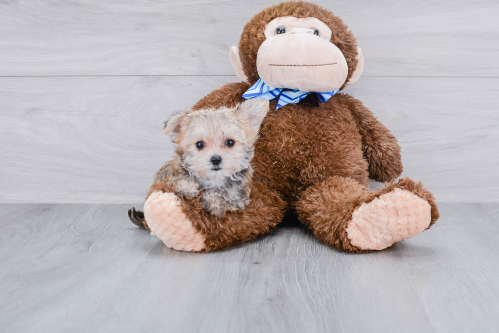 Morkie Pup Being Cute