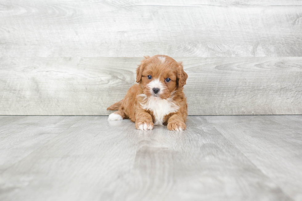 Best Cavapoo Baby