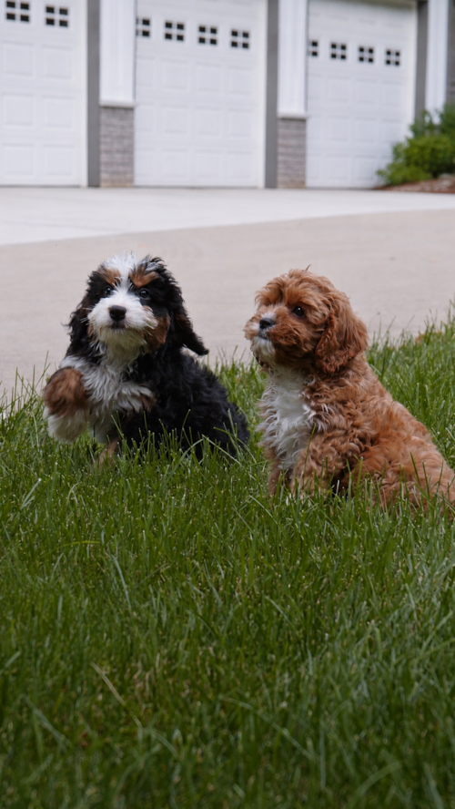 Premier Pups Which puppy would you pick between Cavapoo and Mini Bernedoodle Puppies? Trending Video