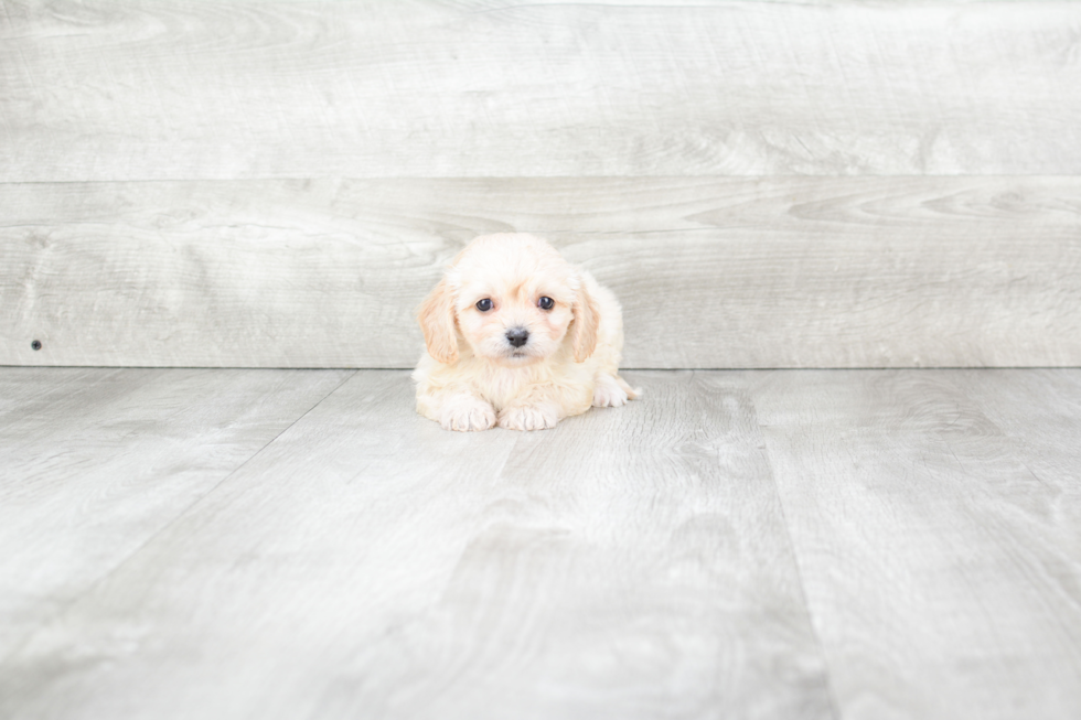 Cavachon Puppy for Adoption