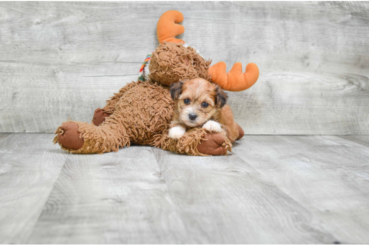 Morkie Pup Being Cute