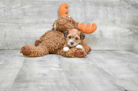 Morkie Pup Being Cute